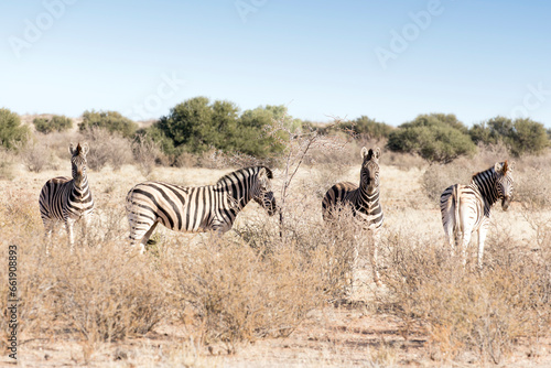 A view of zebra