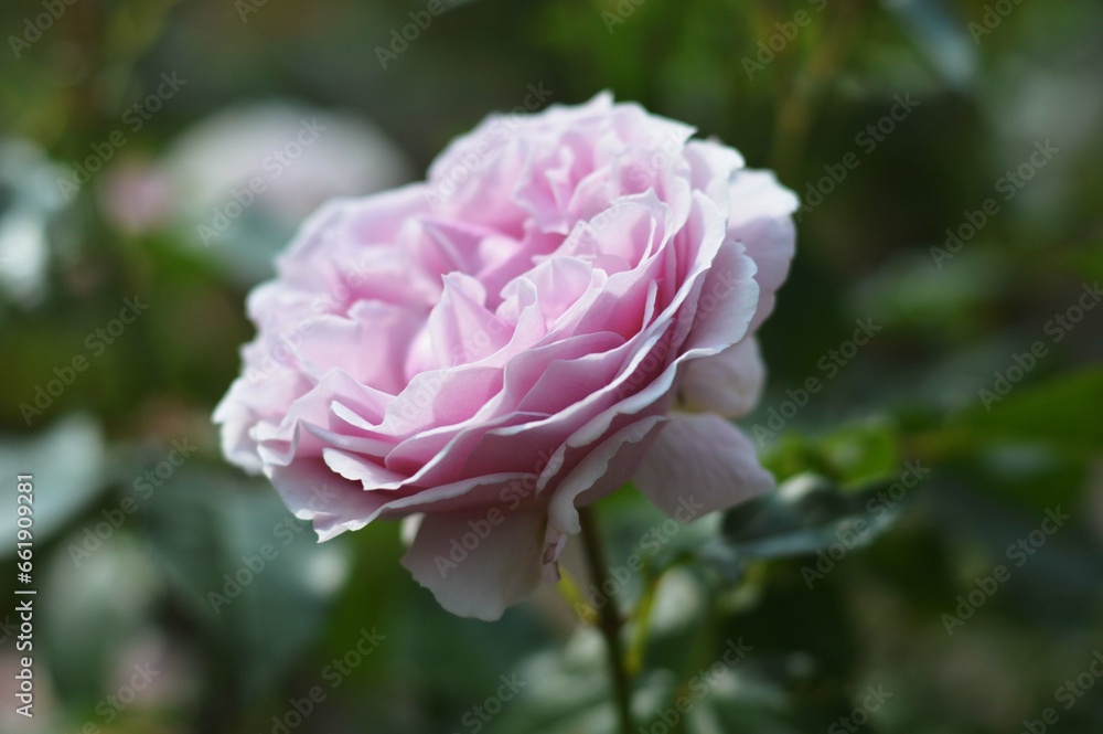 Lilac purple rose flower with green leaves. Close-up. Beautiful blooming rose in the summer garden.