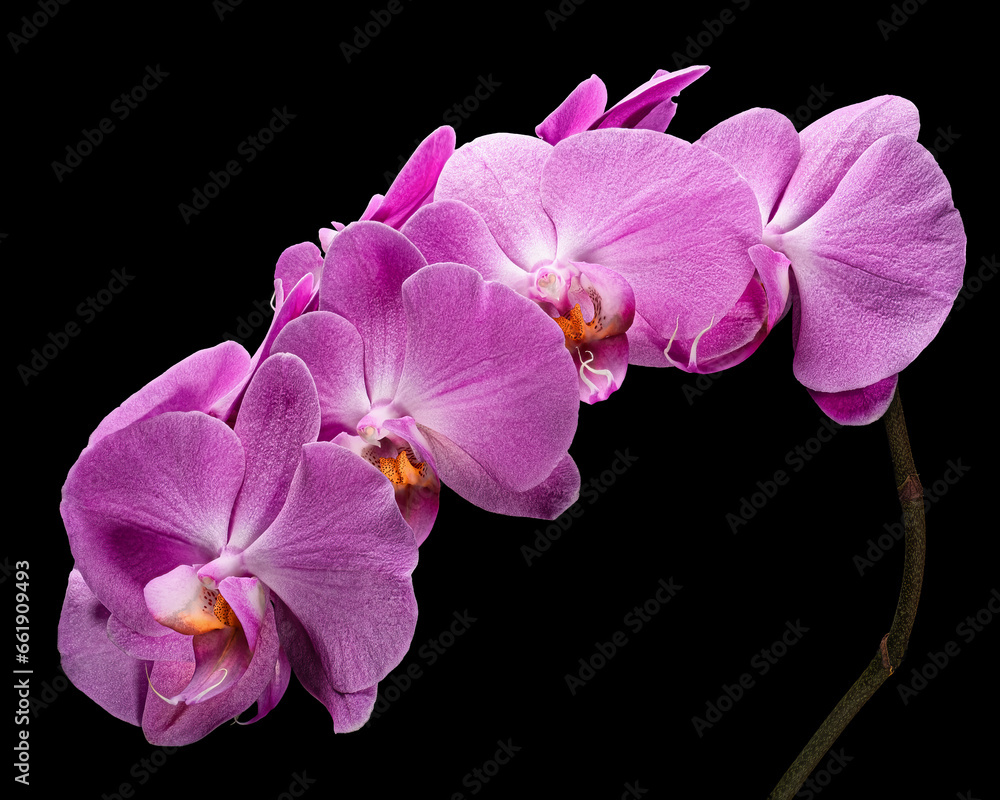 Obraz premium Blooming light purple Phalaenopsis inflorescence with stem isolated on black background. Studio close-up shot.