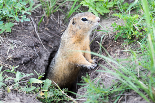 Funny gopher got out of the hole and carefully monitors the surroundings so that no one enters his territory