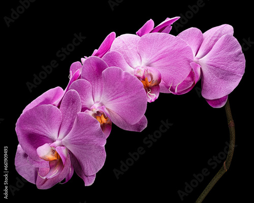 Blooming light purple Phalaenopsis inflorescence with stem isolated on black background. Studio close-up shot.
