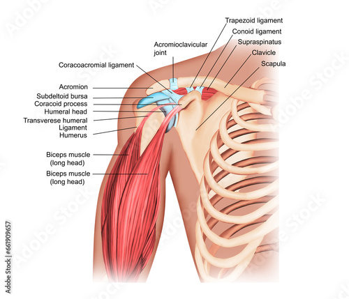  Shoulder anatomy medical illustration arm muscles

