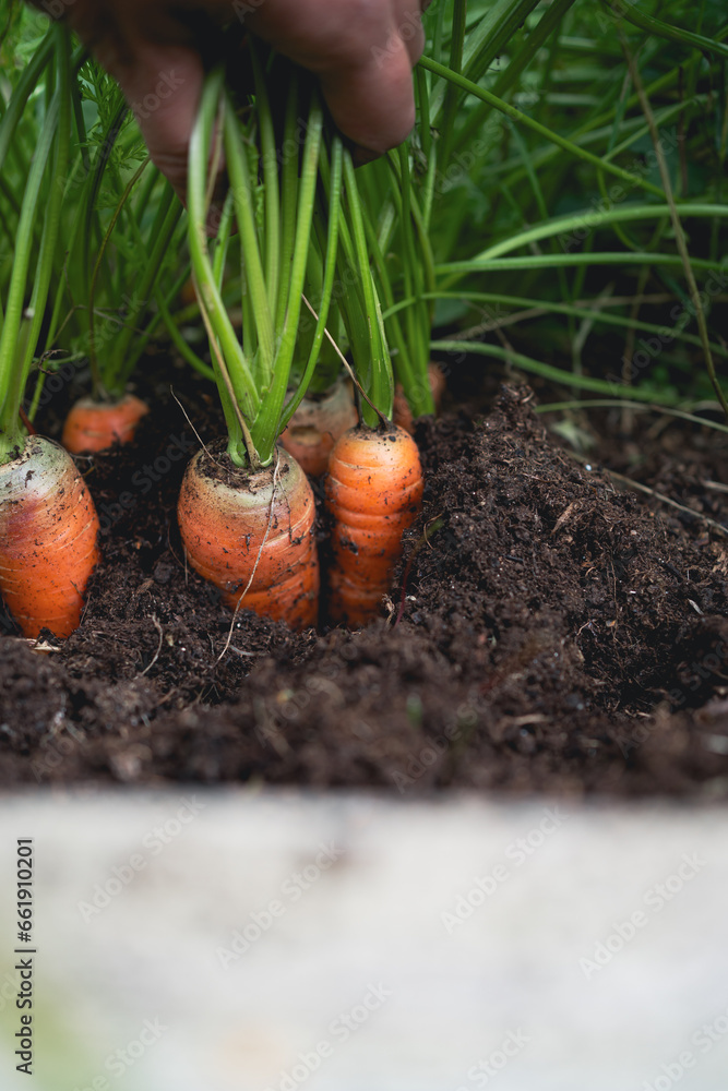 Carrot harvest in autumn in the garden Carrot harvest in autumn in the garden