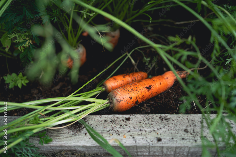 Carrot harvest in autumn in the garden Carrot harvest in autumn in the garden