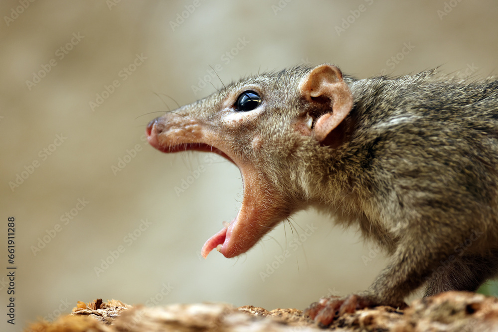 view of a Northern treeshrew view of a Northern treeshrew