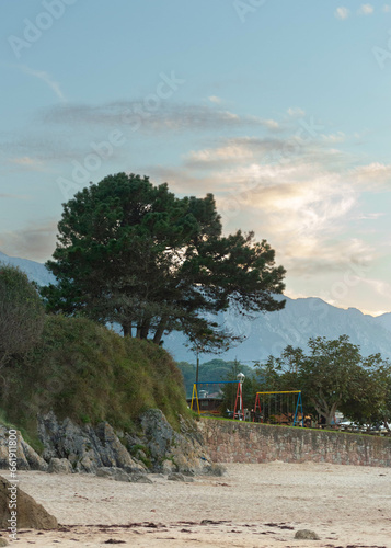 tree on the beach