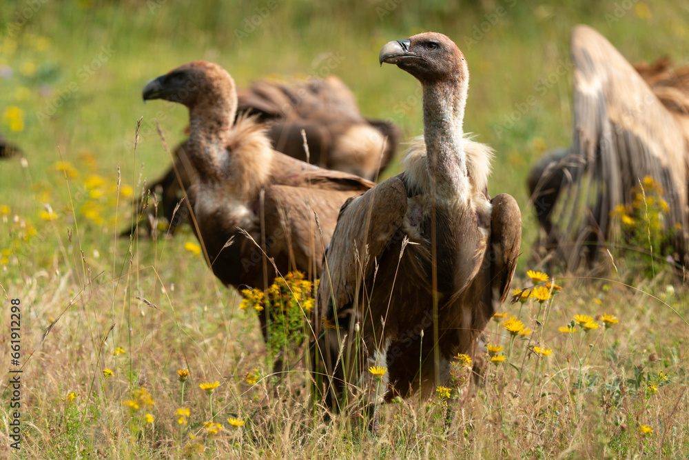 Vautour fauve,.Gyps fulvus, Griffon Vulture, Parc naturel régional des grands causses 48, Lozere, France Vautour fauve,.Gyps fulvus, Griffon Vulture, Parc naturel régional des grands causses 48, Lozere, France