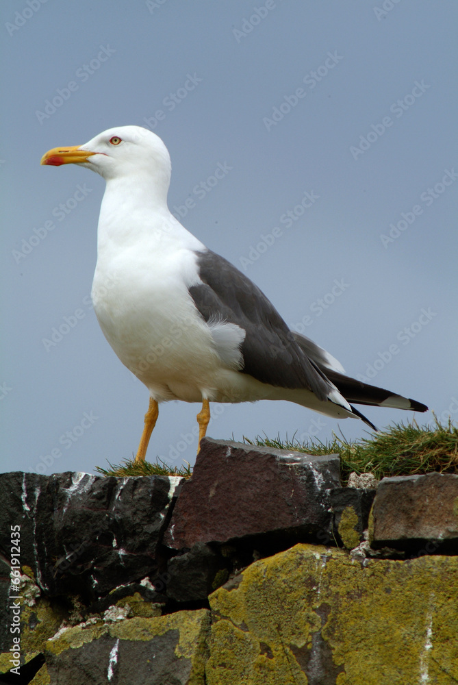 Goéland brun,.Larus fuscus, Lesser Black backed Gull Goéland brun,.Larus fuscus, Lesser Black backed Gull