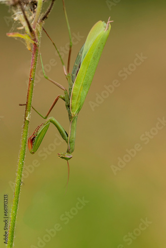 Praying mantis Mantis religiosa in close view