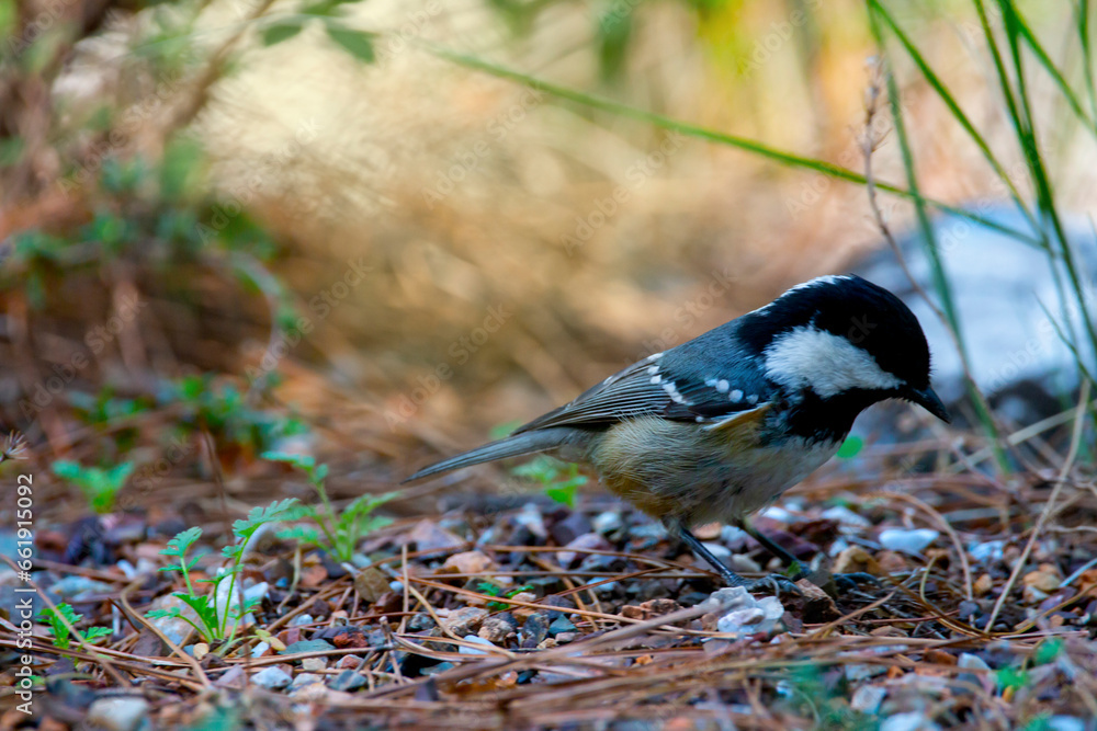 A coal tit looking for seeds on the ground. Colorful birds. Periparus ater. A coal tit looking for seeds on the ground. Colorful birds. Periparus ater.