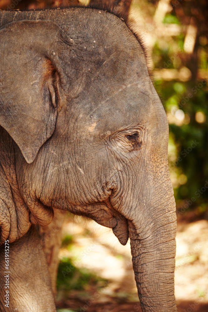 Naklejka premium Nature, profile and eye of elephant in a jungle curious, free or exploring natural environment. Wildlife, conservation and side of face of elephant in Thailand, habitat or protection in a forest