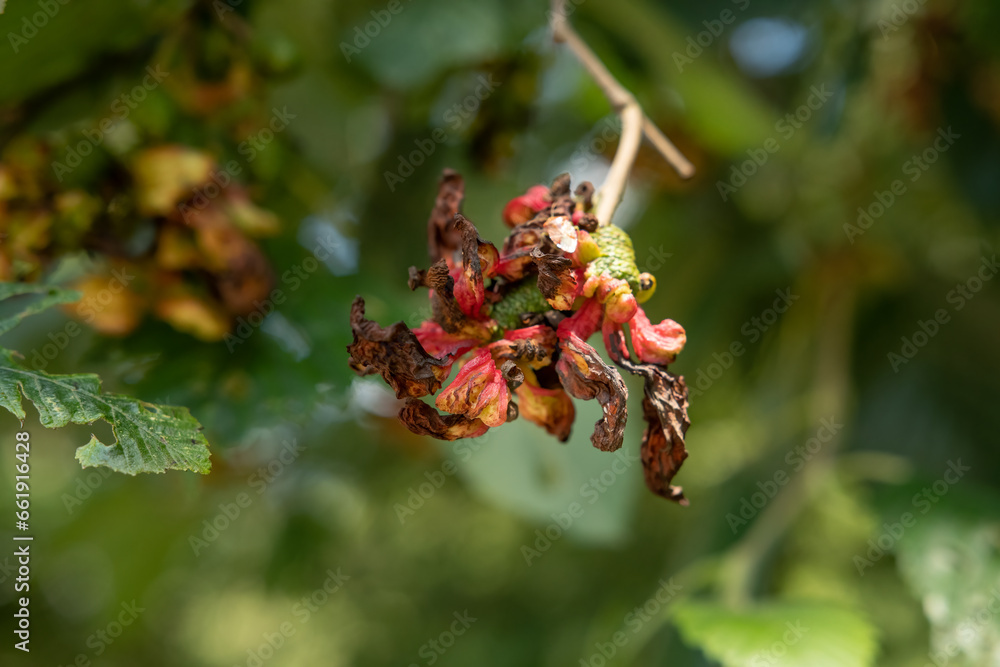 Fungal alder tongue gall (Taphrina alni) or alder tongue gall. Fungal alder tongue gall (Taphrina alni) or alder tongue gall.