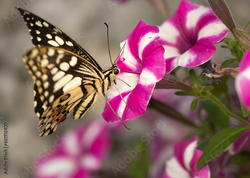 A swallowtail butterfly on a pink and white flower. Papilio butterfly on a pink flower. photo