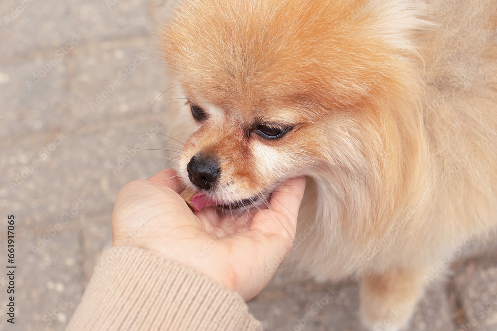 Close-up portrait of a Spitz dog eating a treat from its owner's hand. friendship between man and animal Close-up portrait of a Spitz dog eating a treat from its owner's hand. friendship between man and animal