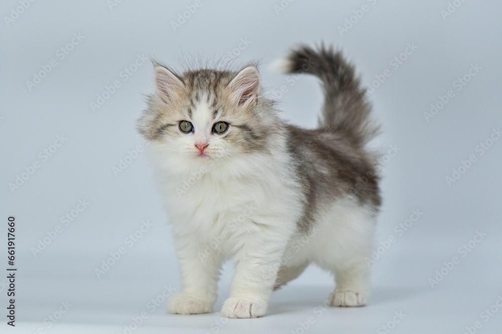 Siberian kitten on colored backgrounds