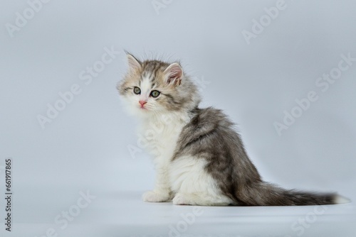 Siberian kitten on colored backgrounds © Pavla