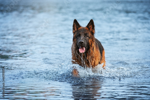 German shepherd dog in water 