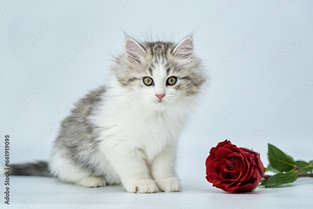 Siberian kitten on a colored background with roses