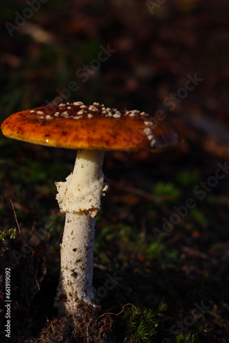 mushroom in the forest © Robin