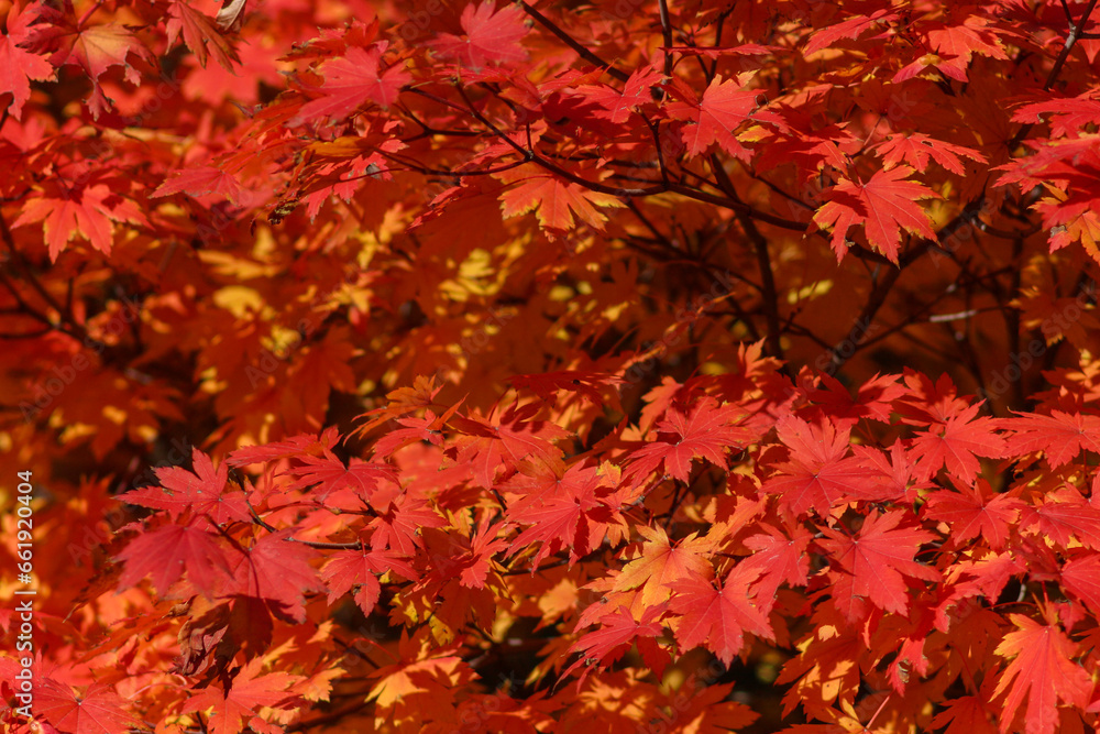 Autumn in Kyiv Botanical Garden, Ukraine Autumn in Kyiv Botanical Garden, Ukraine