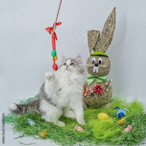 Siberian kitten and Easter decoration