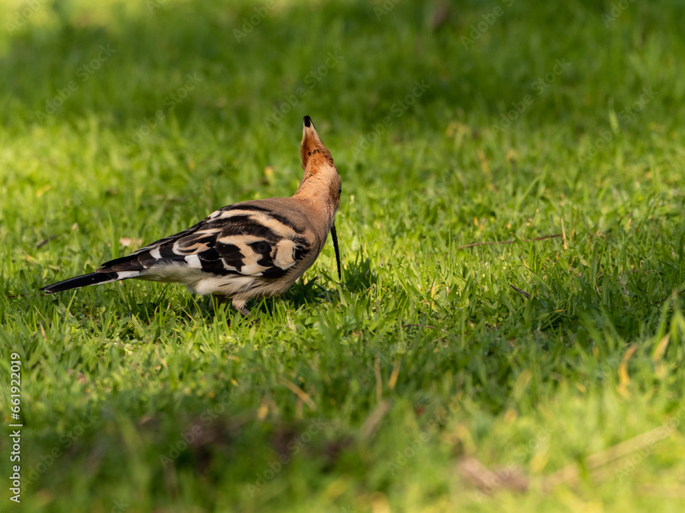 Solitary Hoopoe in an Open Field: Close-Up Nature Portrait Solitary Hoopoe in an Open Field: Close-Up Nature Portrait