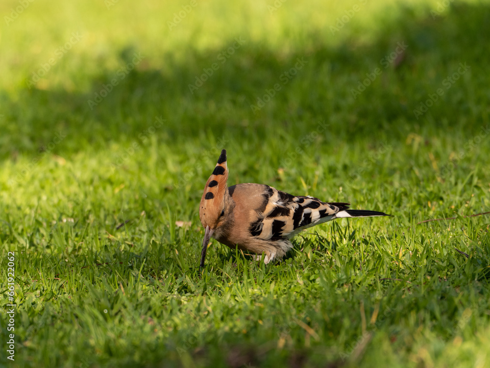 Solitary Hoopoe in an Open Field: Close-Up Nature Portrait Solitary Hoopoe in an Open Field: Close-Up Nature Portrait