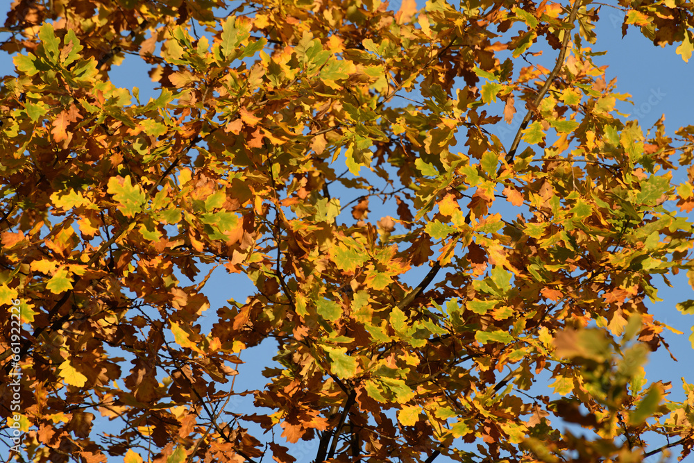 Yellow oak leaves on a tree branch in autumn