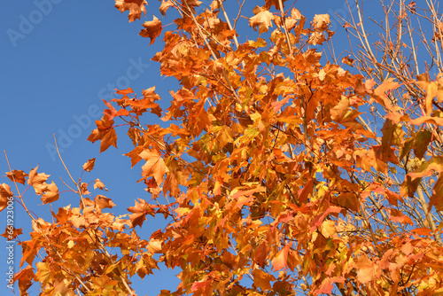 Red maple leaves on a tree branch in autumn