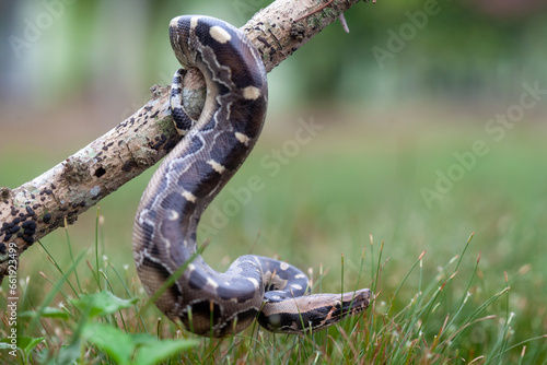 Phyton reticulatus aka Sanca Batik from Borneo Island photo