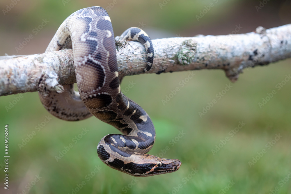 Phyton reticulatus aka Sanca Batik from Borneo Island Phyton reticulatus aka Sanca Batik from Borneo Island