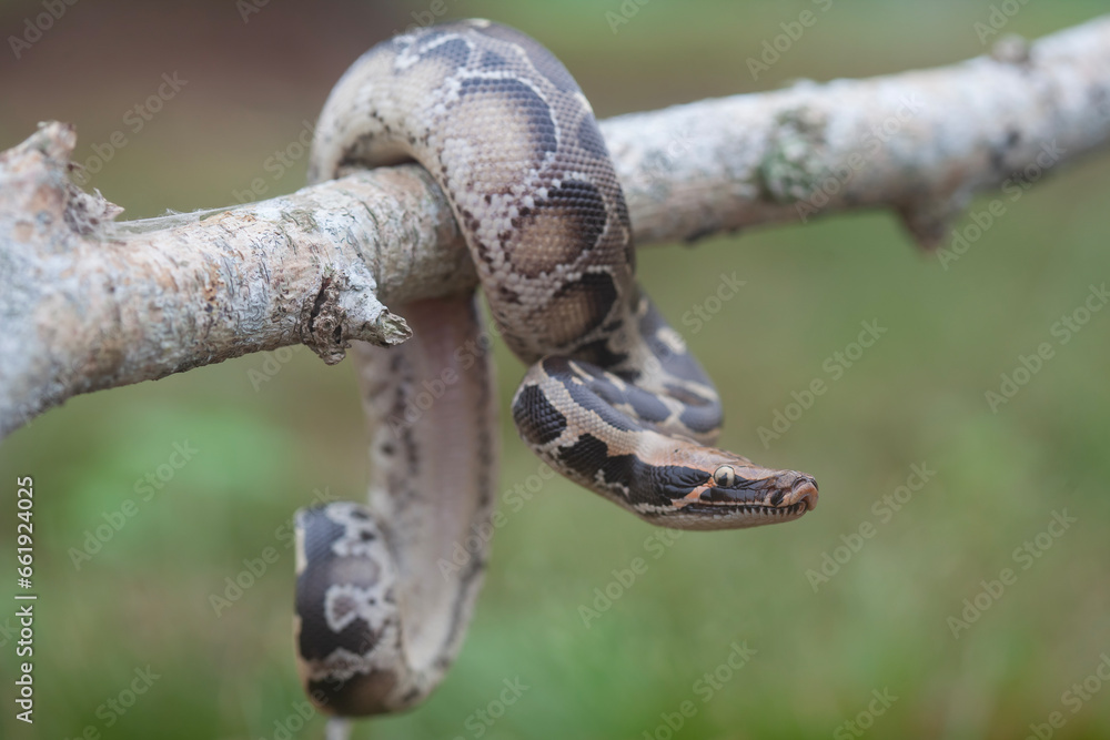 Phyton reticulatus aka Sanca Batik from Borneo Island Phyton reticulatus aka Sanca Batik from Borneo Island