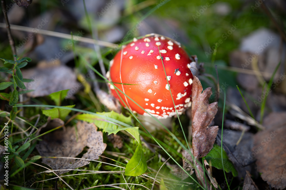 Bright red and poisonous toadstool in autumn in forest Bright red and poisonous toadstool in autumn in forest