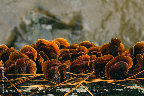 Macro shot of orange False Turkey Tail crust fungus growing on a rotting log in Chapel Hill, North Carolina