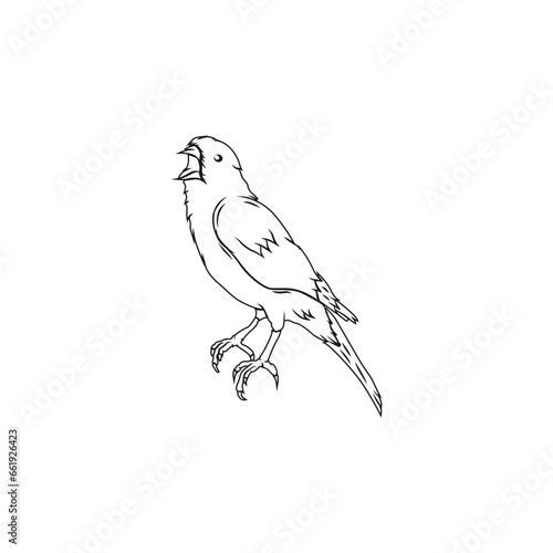 Line art of Canary bird