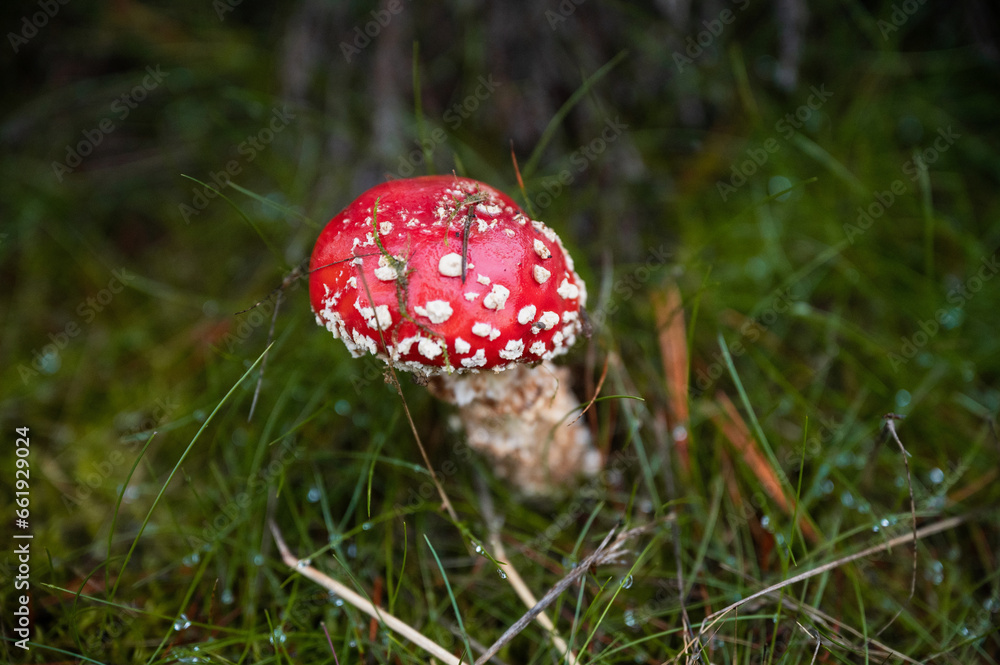 Bright red and poisonous toadstool in autumn in forest Bright red and poisonous toadstool in autumn in forest