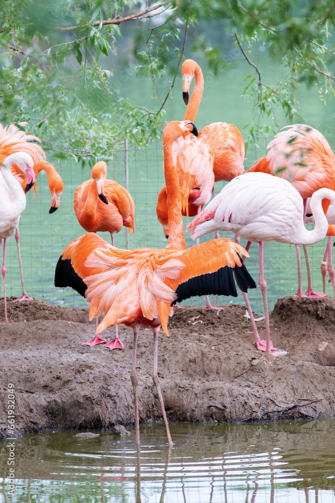 Obraz premium A flamboyance of pink and caribbean flamingos resting by the water at the Moscow zoo.