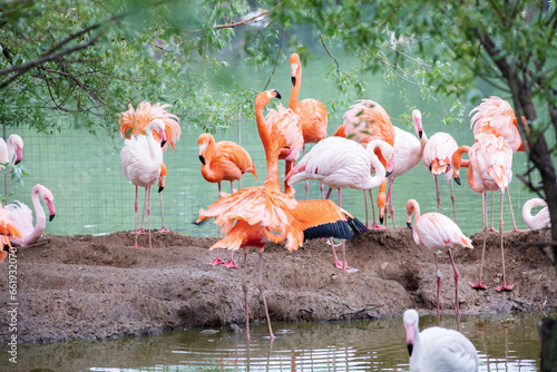 A flamboyance of pink and caribbean flamingos resting by the water at the Moscow zoo.