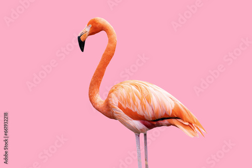 Caribbean flamingo isolated on pink background.