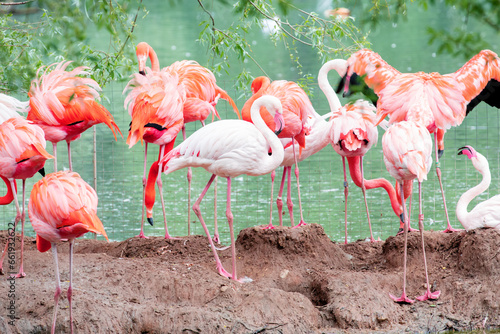 A flamboyance of pink and caribbean flamingos resting by the water at the Moscow zoo.