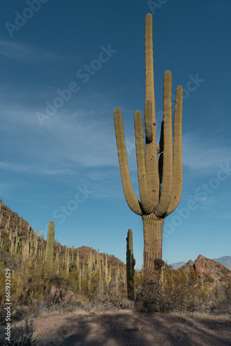 Saguaro cactus in state desert