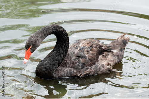 A black swan with a red beak swims on a pond.