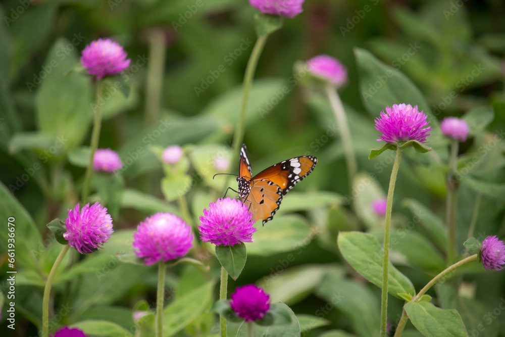 Yellow with black Butterfly on Violet Flowers with Blurred Green Background Yellow with black Butterfly on Violet Flowers with Blurred Green Background
