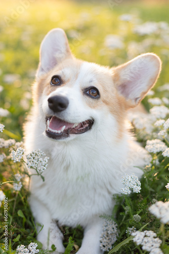 A red and white Welsh corgi pembroke outdoors, sat in the grass surrounded by small white flowers in a sunny day.