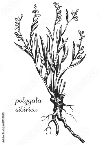 polygala sibirica, milkwort, senega, seneca, monochrome flower, flower on transparent background, black and white flower, medicinal plant, medicinal herbs, black and white design, nature