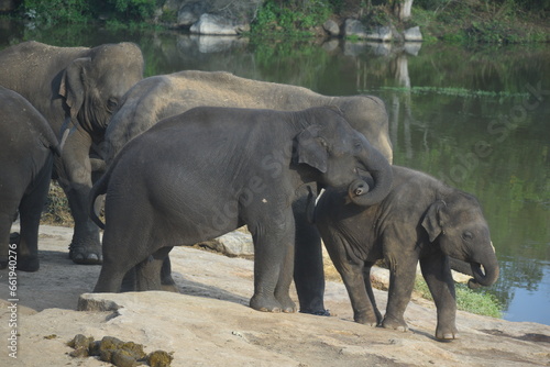 Elephants, Elephants with family
