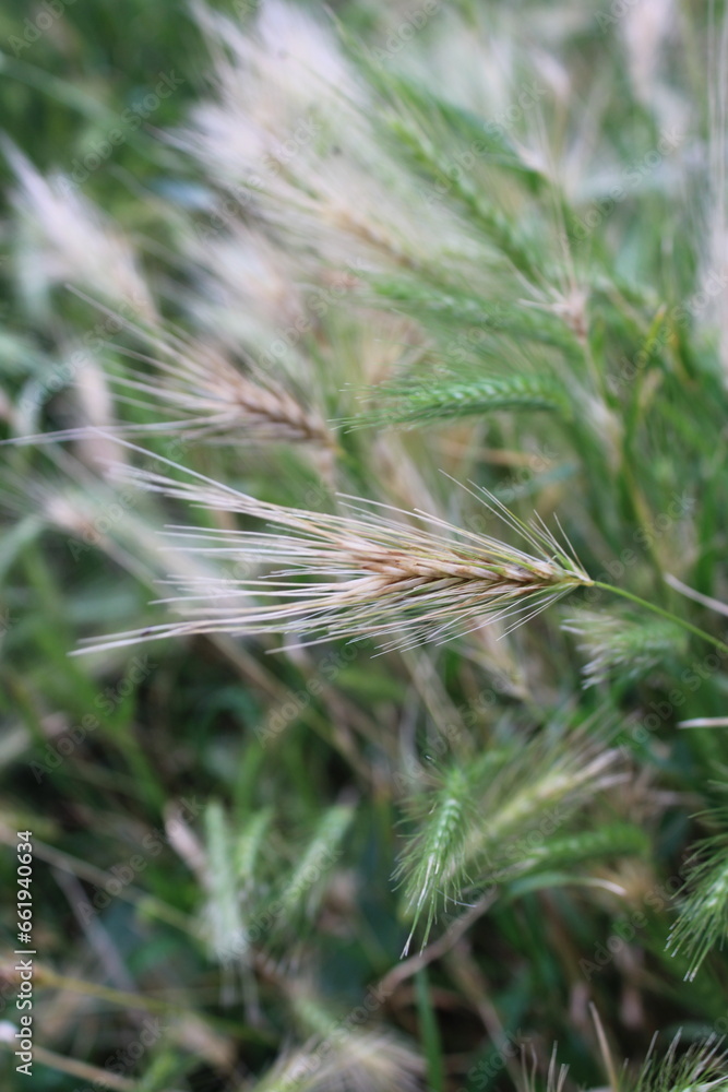 Up close picture of wall barley scientific name Hordeum murinum a common plant that grows in summer Up close picture of wall barley scientific name Hordeum murinum a common plant that grows in summer