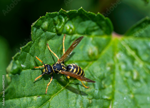 Detail of a wasp standing on green leaf © Denis