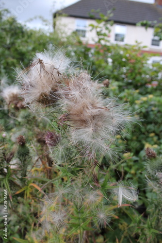 Up close picture of thistle seeds