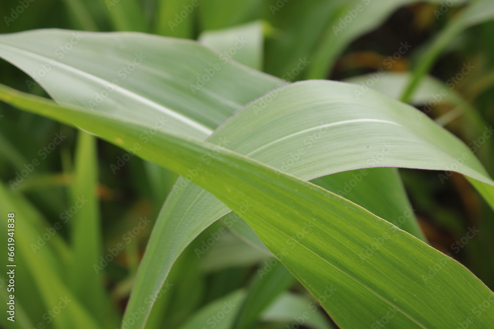 Up close picture of leaves from a corn plant
